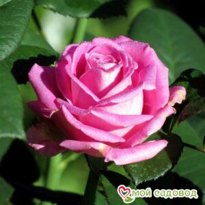 Роза чайно-гибридная Аква в Нижняя Салдае