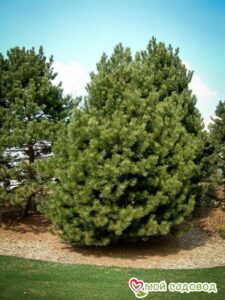 Сосна Чёрная (Pinus Nigra) в Нижняя Салдае