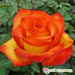 Роза чайно-гибридная Хай Буминг в Нижняя Салдае