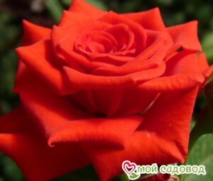 Роза чайно-гибридная Корвет в Нижняя Салдае