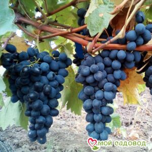 Виноград Молдова в Нижняя Салдае