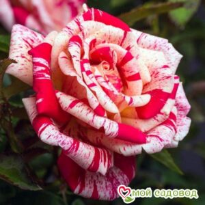 Роза чайно-гибридная Папагено в Нижняя Салдае
