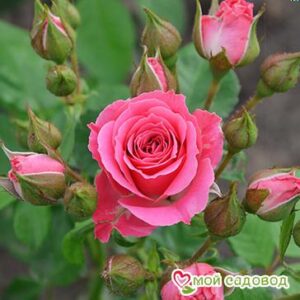 Роза Спрей розовый в Нижняя Салдае