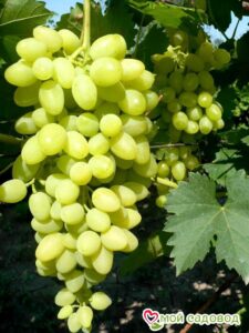 Виноград Осенний крупноплодный в Нижняя Салдае