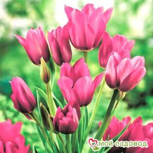 Тюльпан многоцветковый Пурпл Букет в Нижняя Салдае